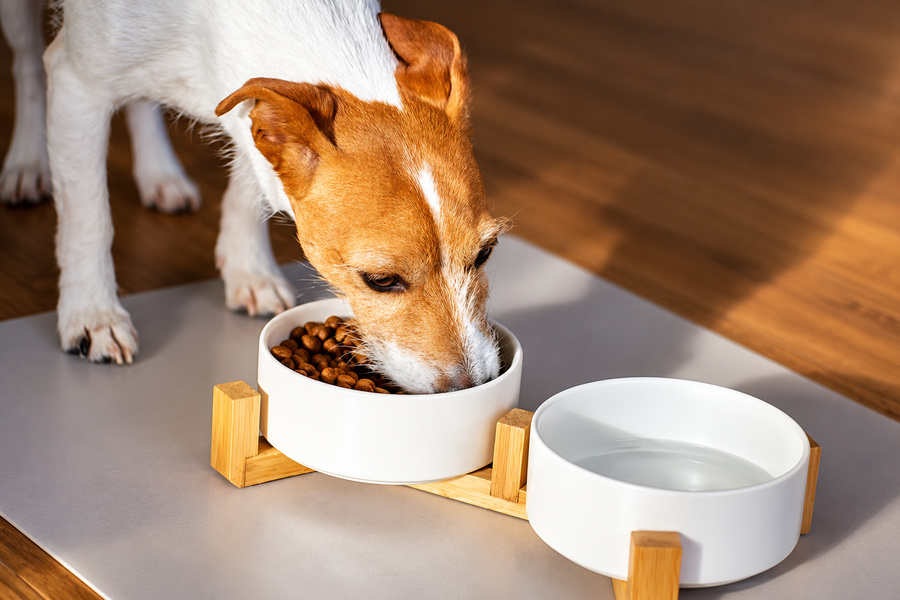 Terrier eating kibble from a raised bowl next to a water bowl