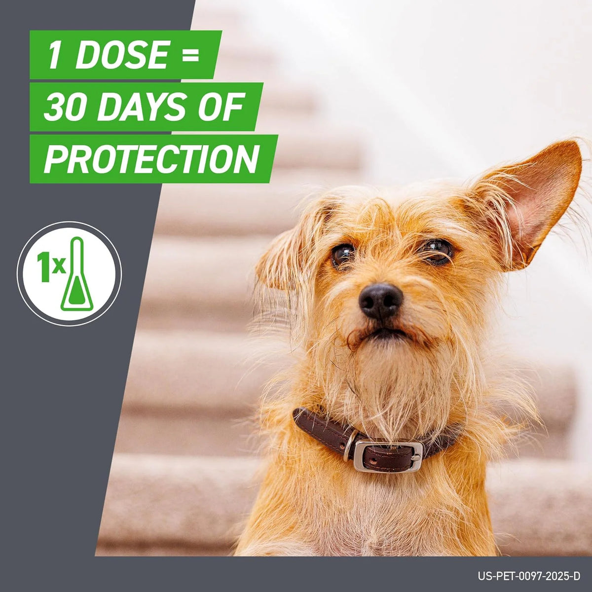 Frontline Plus for Small Dogs 5-22 lbs – Flea & Tick Treatment