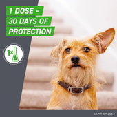 Frontline Plus for Small Dogs 5-22 lbs – Flea & Tick Treatment