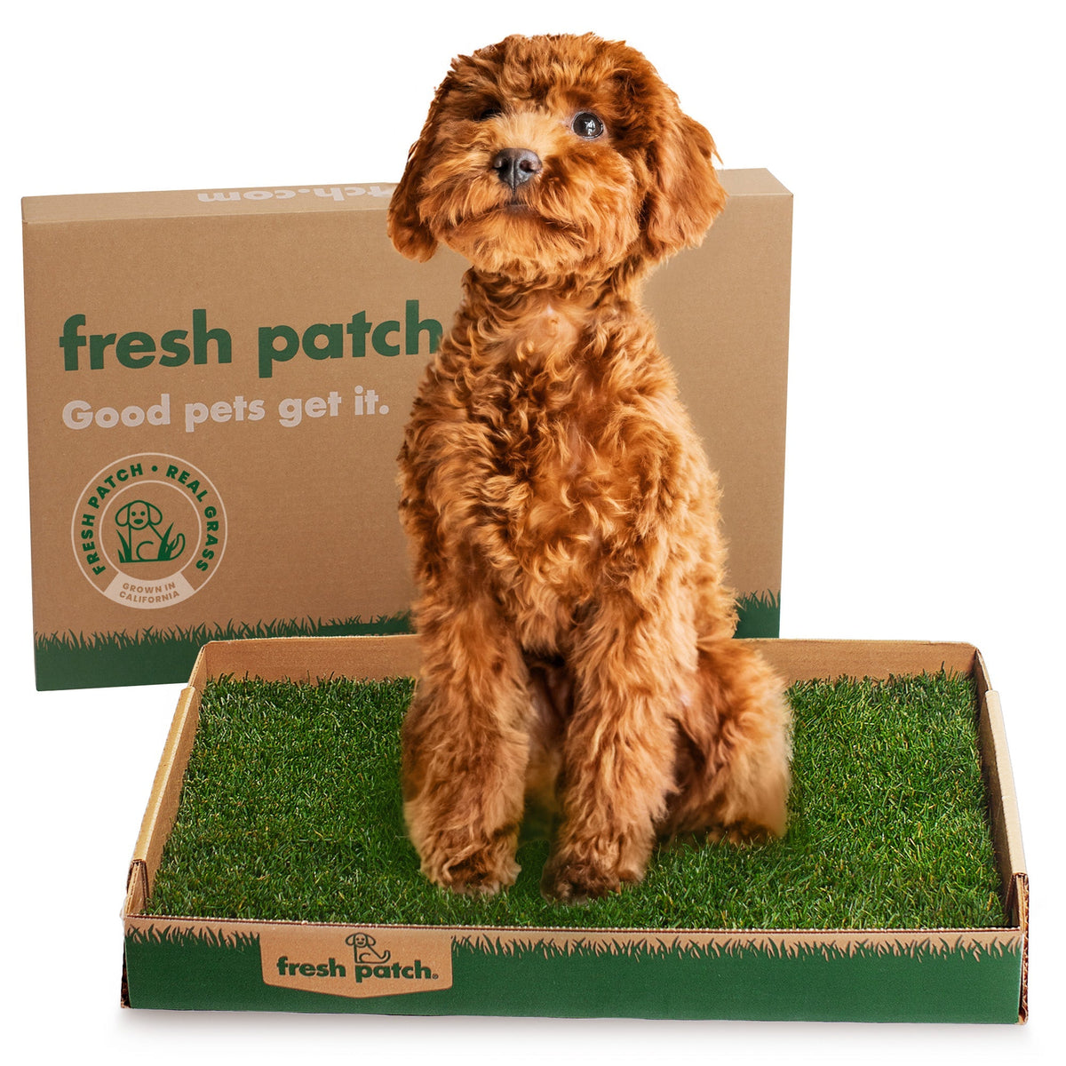 Dog sitting beside Fresh Patch real grass potty
