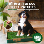 Dog sitting on Fresh Patch real grass potty