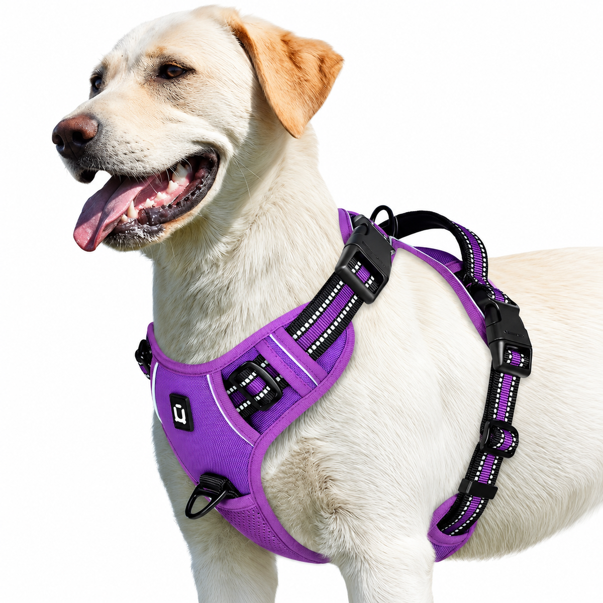 No pull dog harness in purple