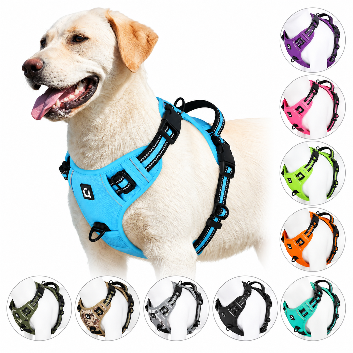 No pull dog harness in sky blue on a Labrador, with all nine colour options