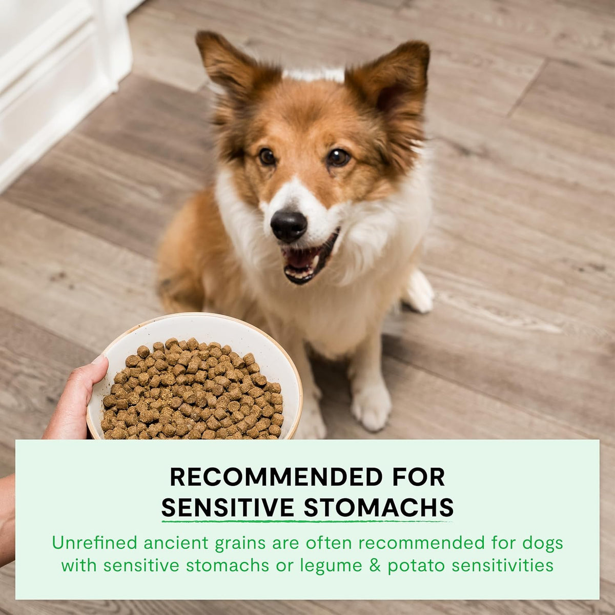 Open Farm wild-caught salmon and ancient grains dry dog food, 4 lb, image 6 of 8