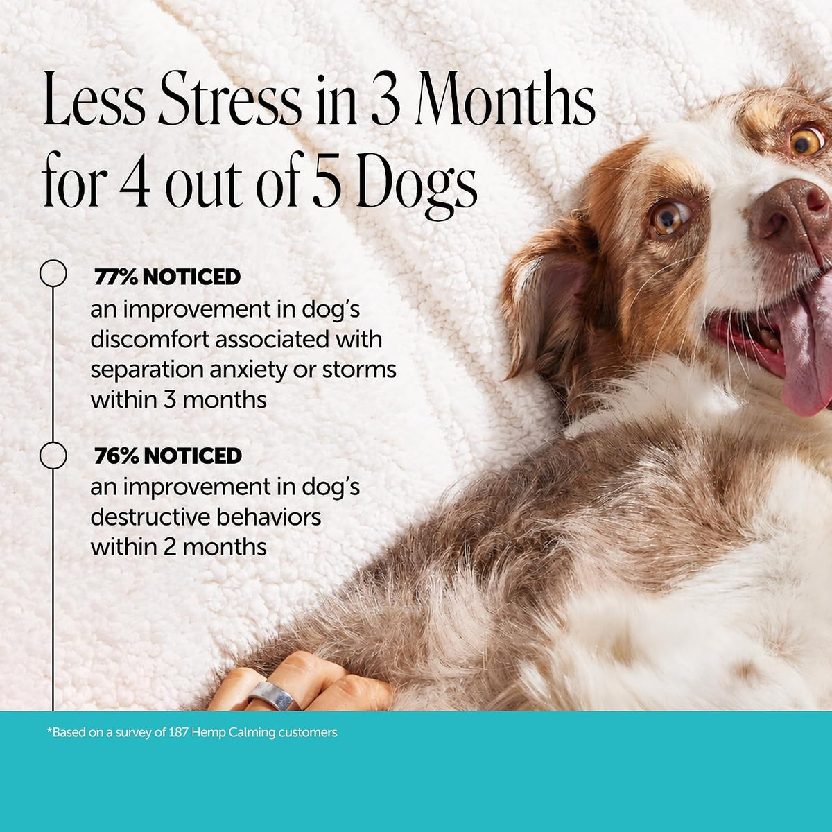 Pet Honesty calming chews for dogs, 90 soft chews, image 3 of 10