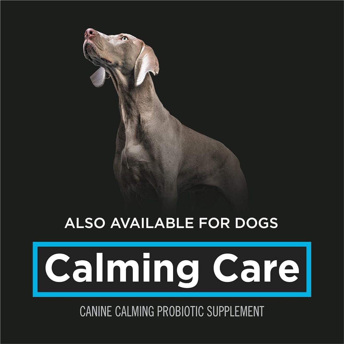 Purina Pro Plan Calming Care cat probiotic supplement, 30 sachets, image 7 of 8