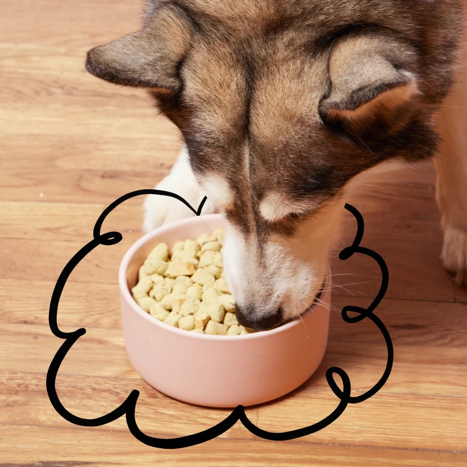 Spot & Tango unKibble fresh dog food, image 13 of 15